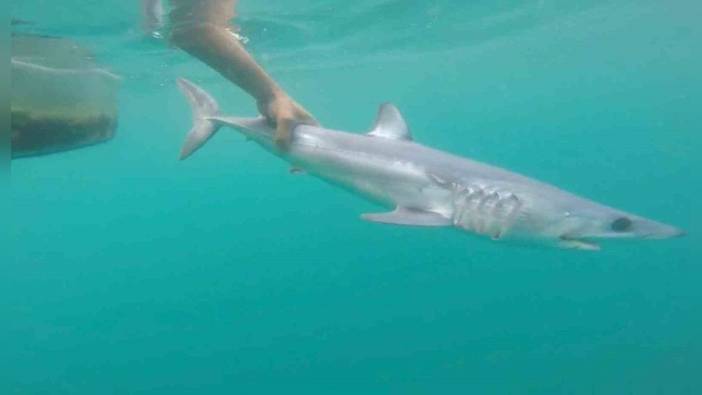 Uzmanlardan köpek balığı açıklaması: Türkiye kıyıları güvenli
