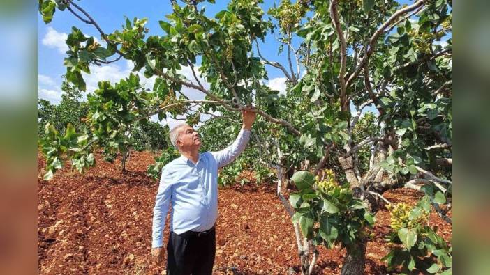 Gaziantep'te Antep fıstığı hasadında yüzde 50 düşüş bekleniyor