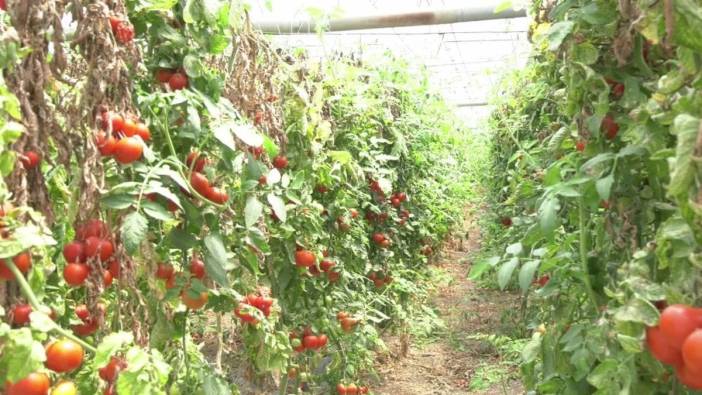 Antalya'da üreticilerden feryat: "tarım bitti, para kazanamıyoruz"