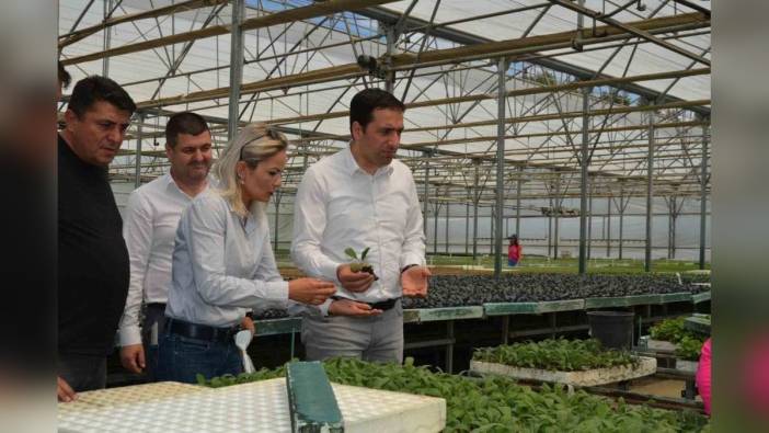 Söğüt'te bin 250 enginar fidesi dağıtılacak