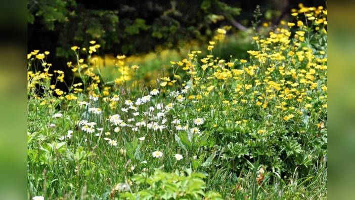 Sakarya Dikmen Yaylası'nda çiçekler haziran ayında açtı