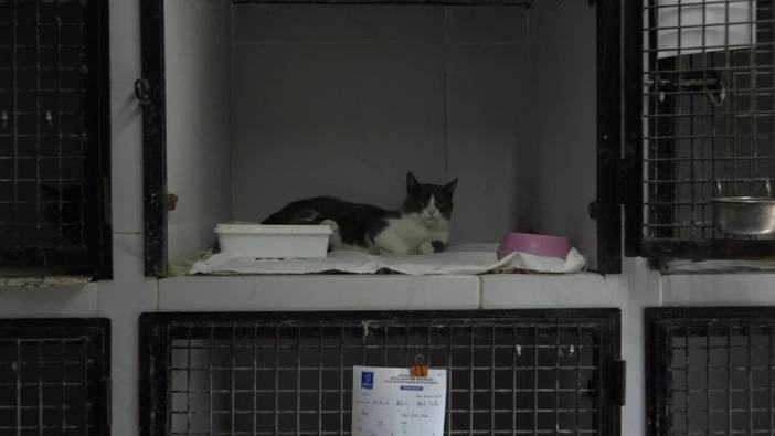 Kuşadası'nda 5. kattan düşen kedi, belediyede ameliyat oldu