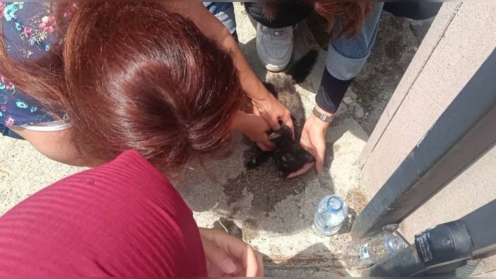 Kastamonu'da öğrenciler ezilen kediyi kalp masajıyla hayata döndürdü