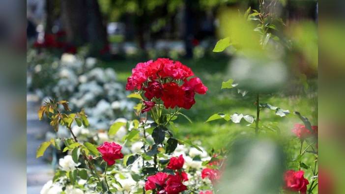 Sakarya Büyükşehir Belediyesi, Kurban Bayramı öncesi şehri çiçeklerle donattı
