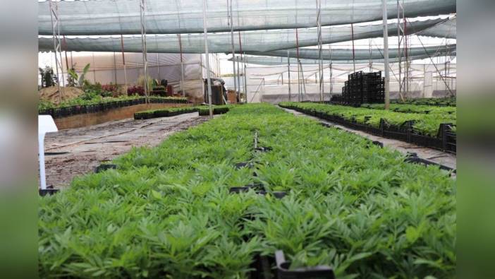 Alanya Belediyesi, 31 mezarlıkta 47 bin çiçek dağıtacak