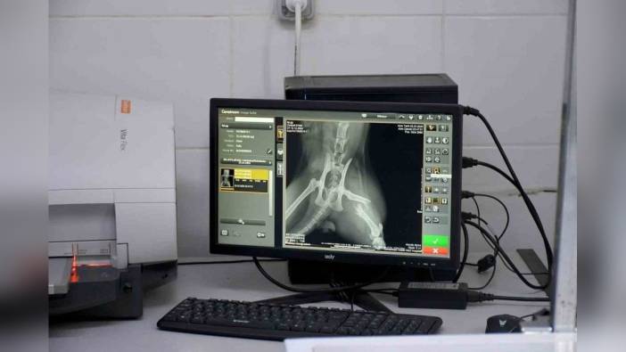 Kuşadası Belediye Başkanı Ömer Günel'den 5'inci kattan düşen kediye yaşam umudu