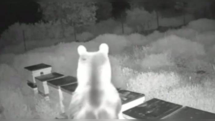 Yığılca'da ayılar yine bal kovanlarını talan etti