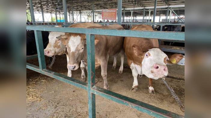 Eskişehir'de 750 kiloluk 3 düve Kurban Bayramı'nda alıcı bekliyor