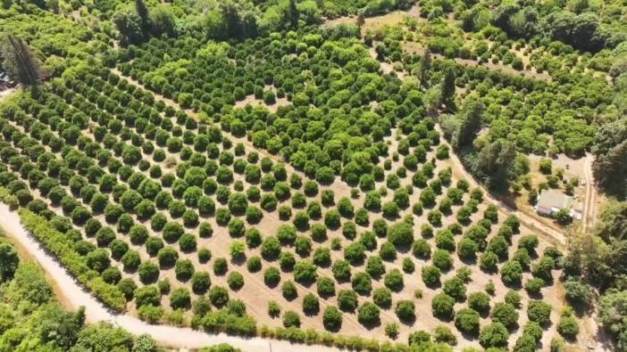 Antalya'da üreticilerden feryat: 'İktidar çiftçiyi hor görüyor'