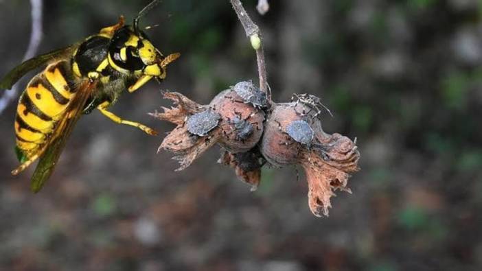Giresun’da kahverengi kokarcaya karşı samuray arıları salınmaya başlandı