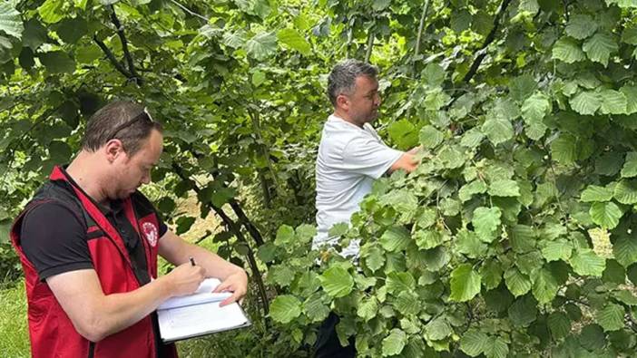 Ordu'da tahmini fındık rekoltesi tespit çalışmaları yapıldı