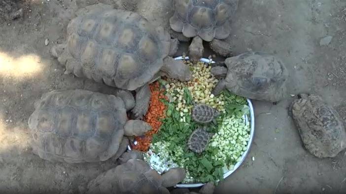 Hayvanat bahçesindeki kaplumbağalara serpme kahvaltı