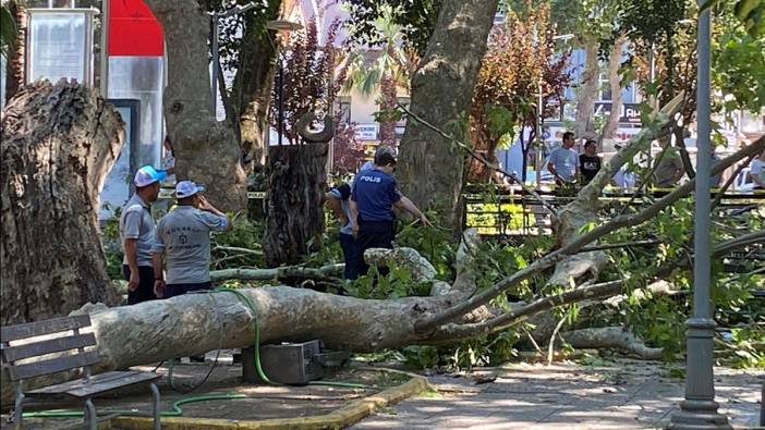 Hastanede yaşam mücadelesi veriyordu! Üzerine ağaç dalı düşen genç kızdan acı haber