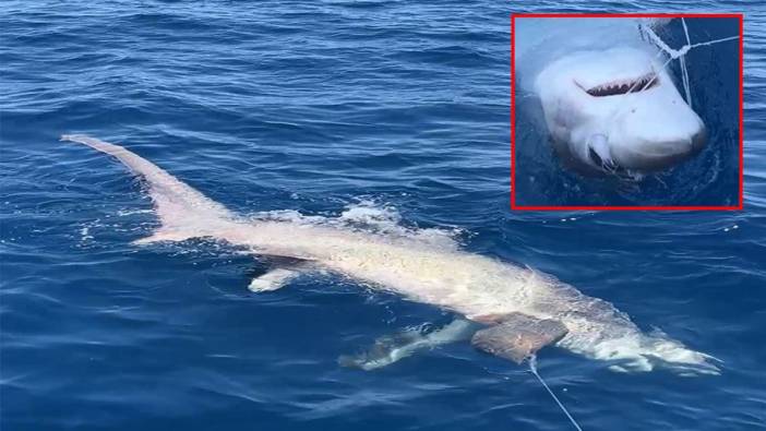 Ege Denizi'nde köpek balığı paniği!