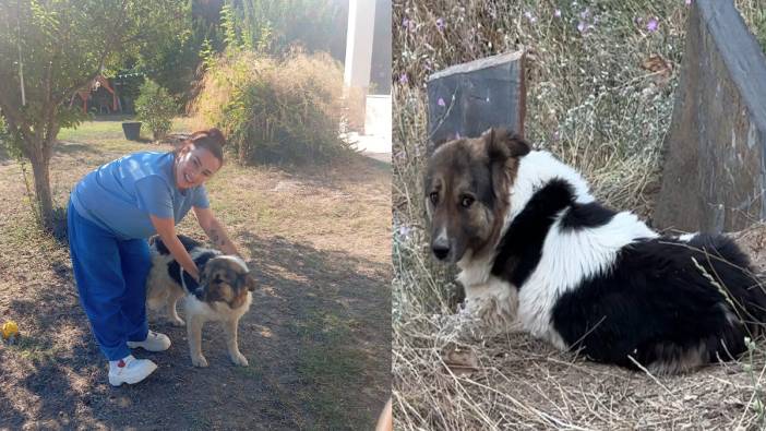 Sahibinin mezarını terk etmeyen köpeğe kucak açtı