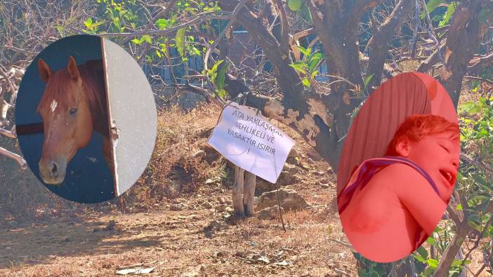 Küçük çocuğu ısırıp havaya fırlattı