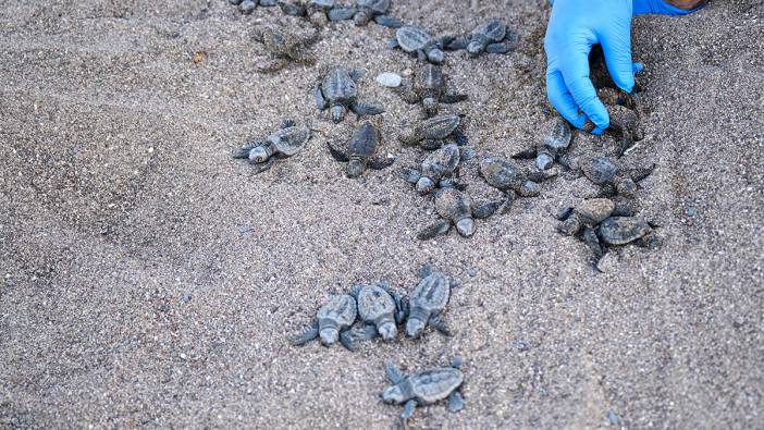 Caretta caretta yavruları denizle buluştu