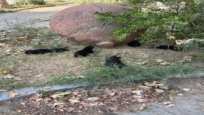 Sokak hayvanlarını zehirlediler! 15 can telef oldu
