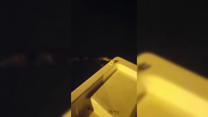 Sinop'ta balıkçılar su samuruna balık ikram etti