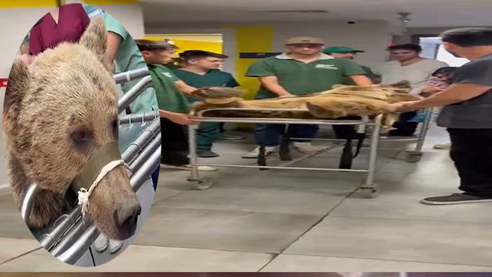 Meyveyi fazla kaçıran ayı hastanelik oldu
