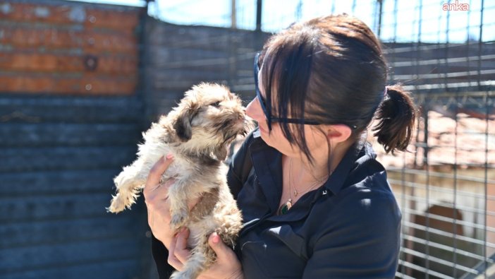 Kula'da sokak hayvanları için önemli inceleme