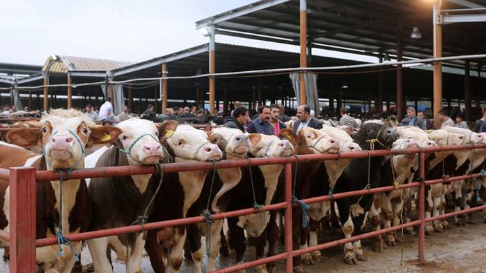 Hayvan pazarları açıldı! Tehlike ortadan kalktı mı?