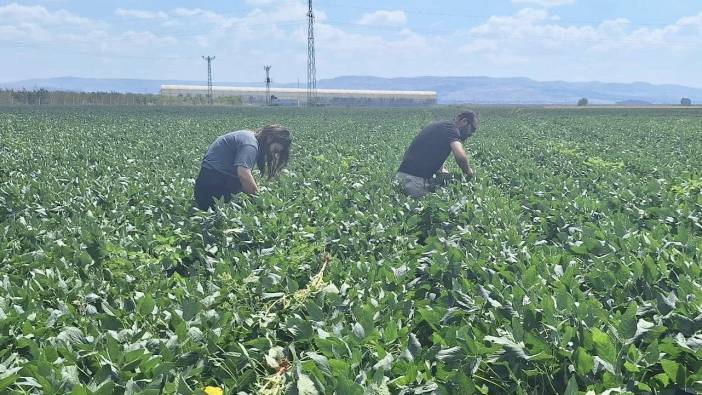 Hatay'da pamuk ve soya alanlarının kontrolü gerçekleşti
