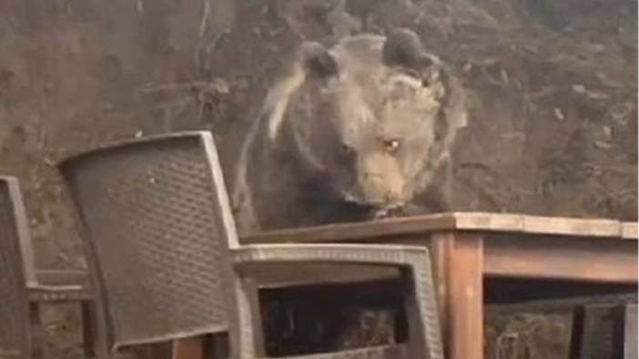 Ankara'da restorana giren ayı