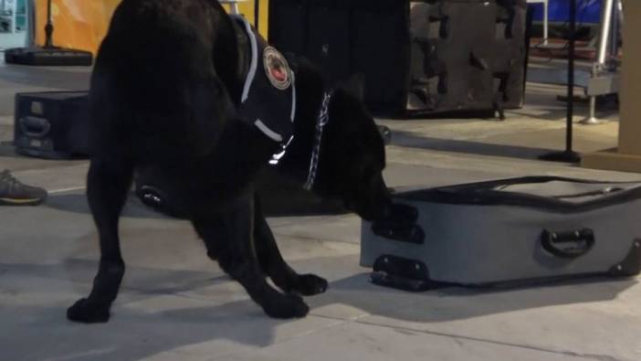 Dedektör köpek hapaları ortaya çıkardı