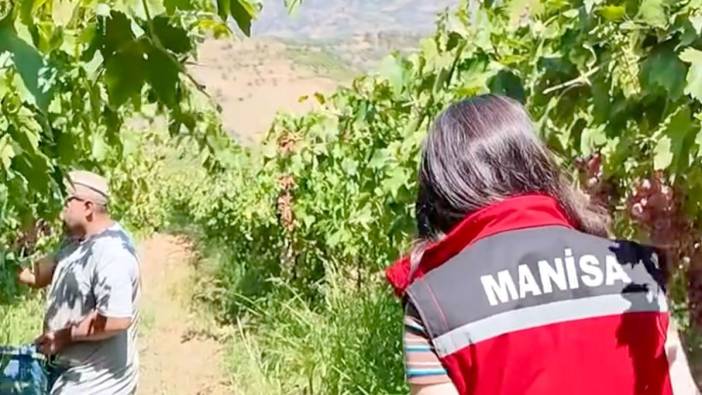 Yasaklı ürün içeren üzümler imha edildi