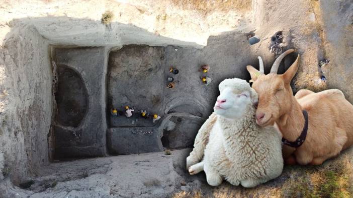 Koyun ve keçiyi ilk kez evcilleştiren ülke Türkiye çıktı