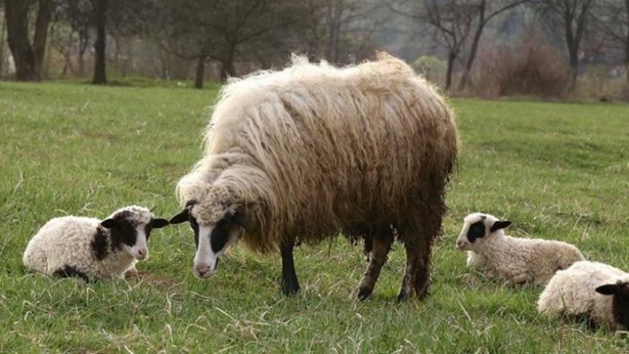 Küçükbaş üreticilerinden kesim uyarısı