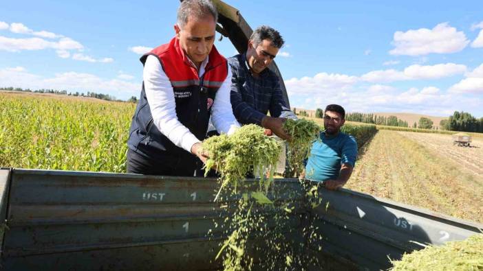 Kars'ta silajlık mısır hasadı başladı