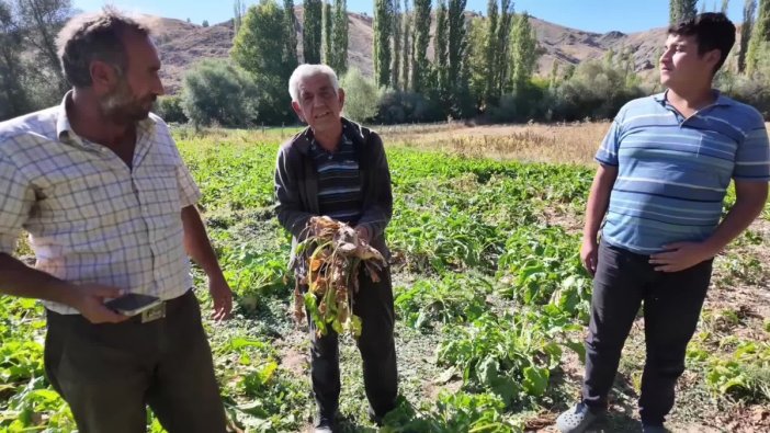 Yozgat'ta pancar hasadı hüsranla başladı