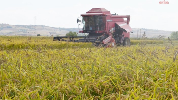 Edirne'de çeltik biçim fiyatları açıklandı