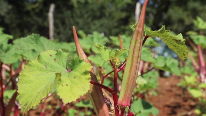 Muğla'dan 2026 yerel tohum dağıtımı müjdesi