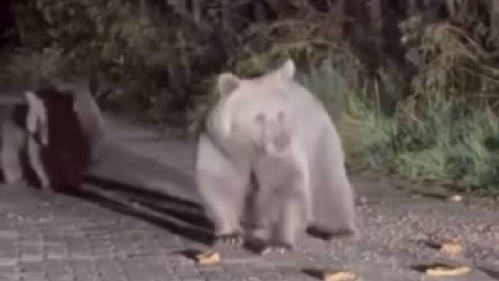 Bursa'da şaşkınlık yaratan ayılar