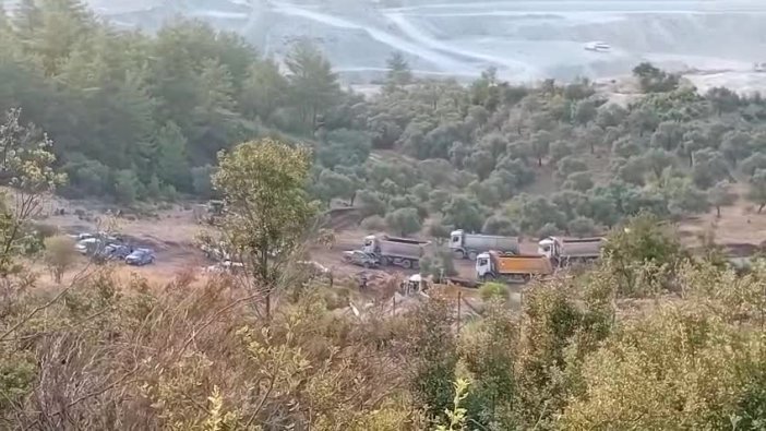 Milas'ta Zeytin Ağaçları Tehdit Altında!