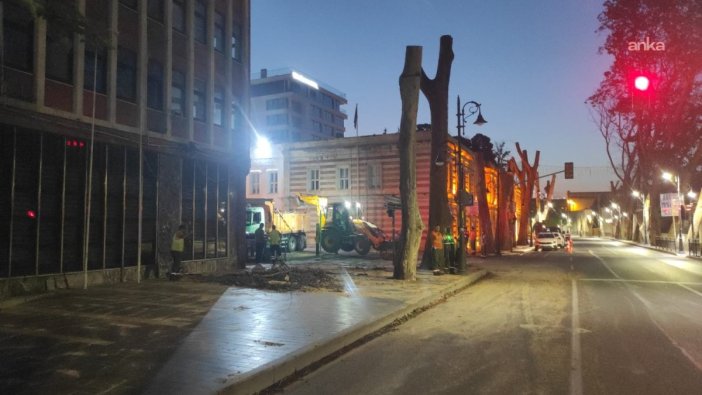 Dolmabahçe ve Çırağan'daki çınar ağaçları riskten kurtarıldı