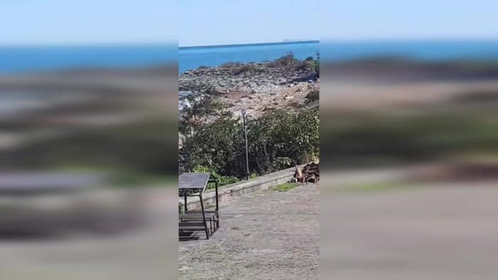 Fırtına sonrası sahilde odun toplayan yurttaşlar ihtiyaçlara yanıt veriyor