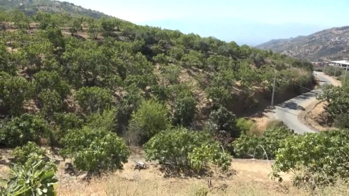 İncir üreticileri dertli: Kuraklık ve fiyatlar bizi zorluyor