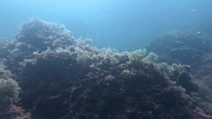 Marmara Denizi'ndeki müsilaj alarm veriyor: 4 hafta içinde yayılarak felakete dönüşebilir