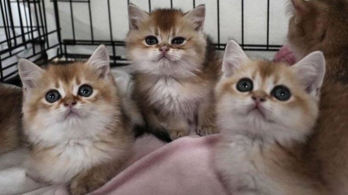 Evcil hayvan sahiplenme oranı düştü, terk etme eğilimi yükseldi