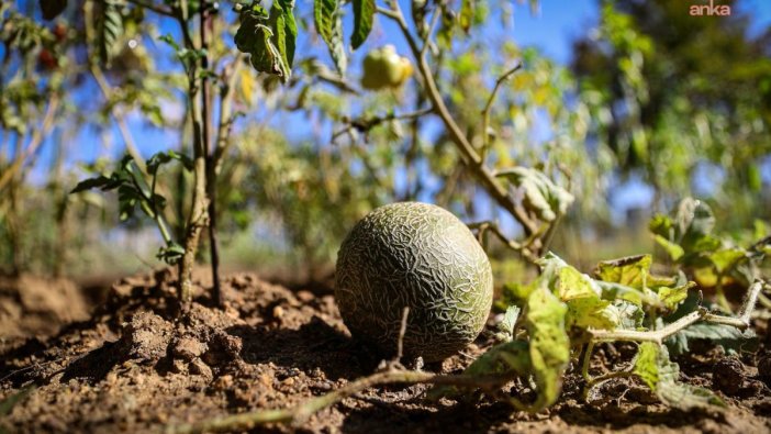 Ataşehir Kent Bostanları'na katılmak için başvuru zamanı geldi