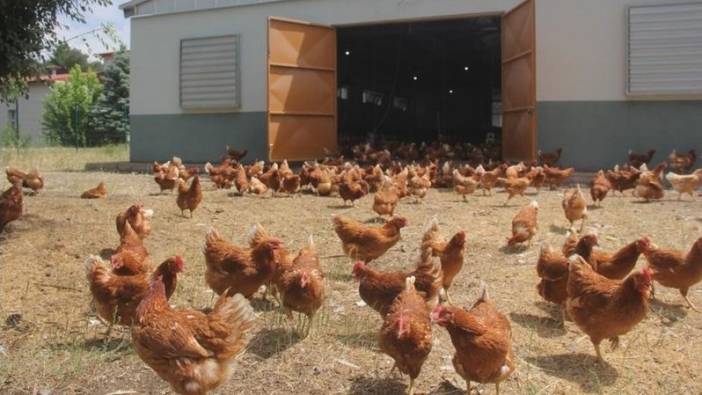 Tavuk eti üretimi azaldı