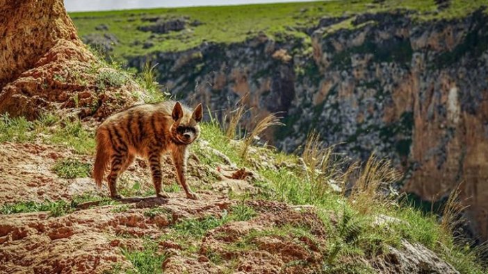 Nesli tükenme tehlikesi altındaki çizgili sırtlan Adıyaman'da görüntülendi