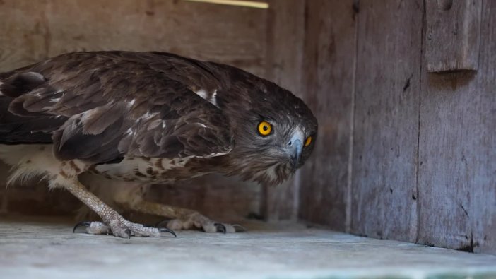 Yaralı yılan kartalı doğaya kavuştu