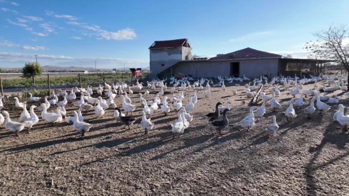 Yozgat'ta kaz yetiştiricileri zorlu günler yaşıyor