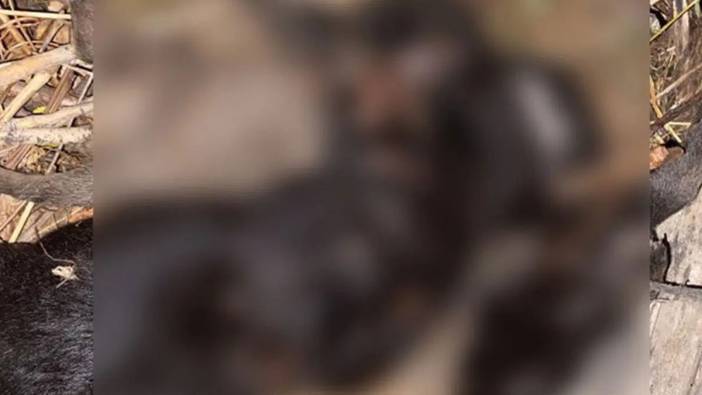 Tokat'ta saman ipine dolanan köpekler açlıktan öldü!