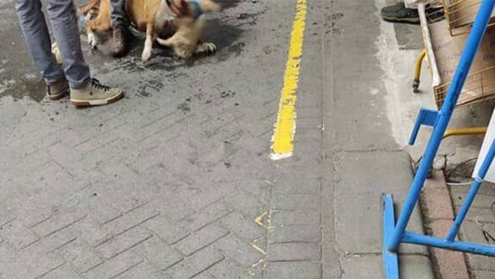 Gaziosmanpaşa'da ağızlıksız gezdirilen pitbull başka bir köpeğe saldırdı!